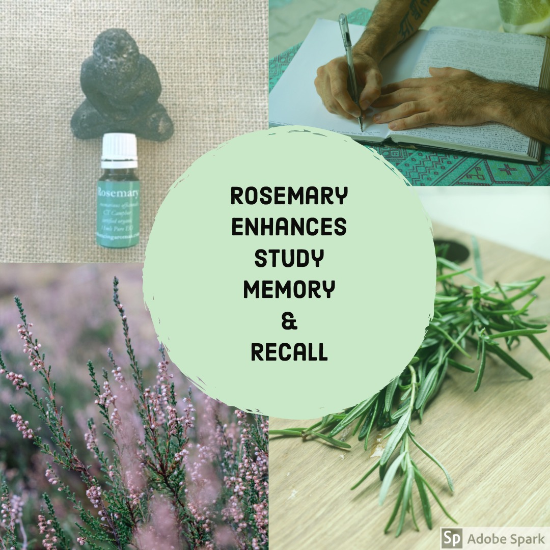 rosemary enhances memory