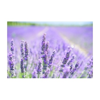 lavender-blossom-1595581_640_1772065037